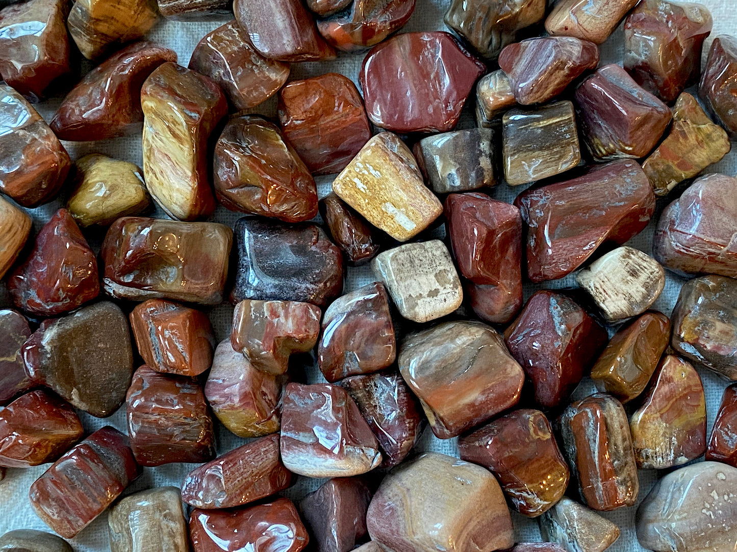 ☆ PETRIFIED WOOD
