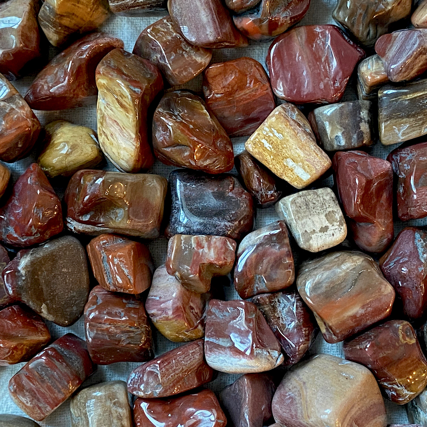 ☆ PETRIFIED WOOD