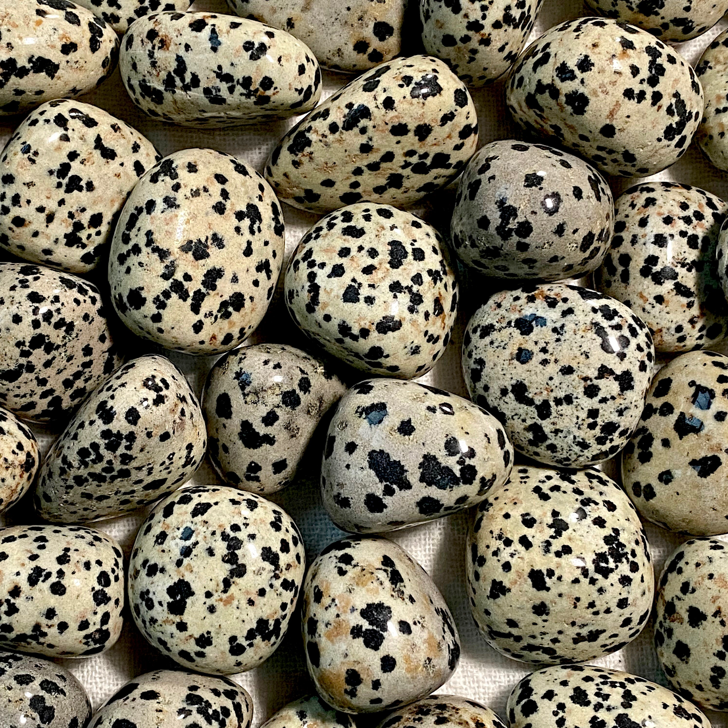 ☆ DALMATION JASPER