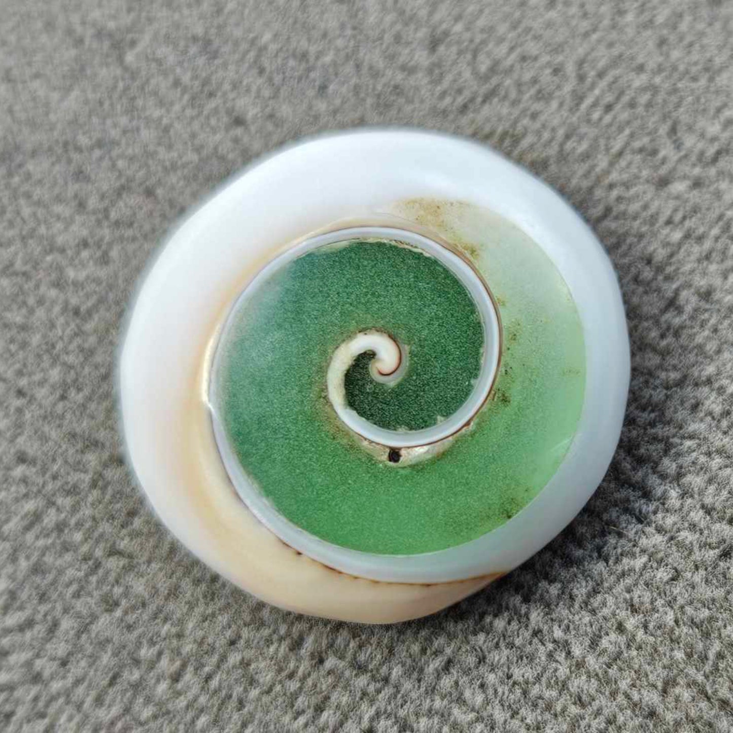 Green Shiva Eye Shell